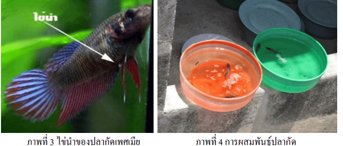 การเพาะปลากัด